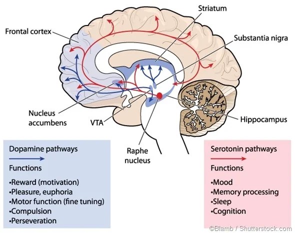 Non-protein Functions of Amino Acids (2)
